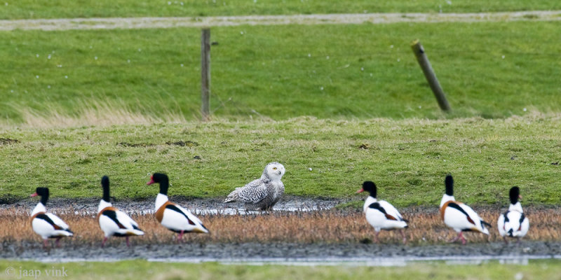 Snowy Owl - Sneeuwuil - Bubo scandiacus