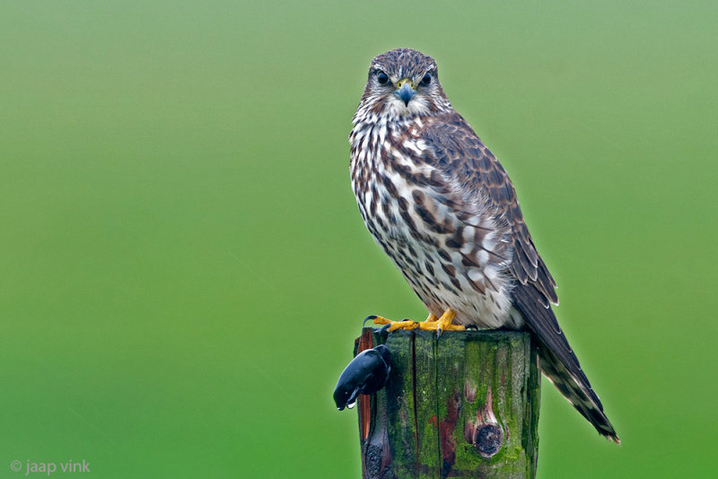 Merlin - Smelleken - Falco columbarius
