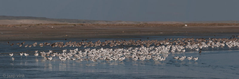 Crab Plover - Krabplevier - Dromas ardeola