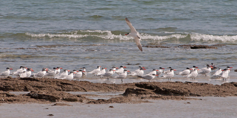Caspian Tern - Reuzenstern - Hydroprogne caspia