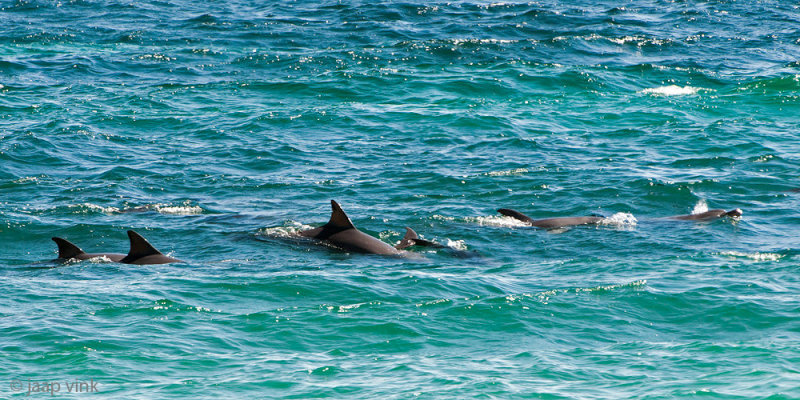 Common Bottlenose Dolphin - Tuimelaar - Tursiops truncatus