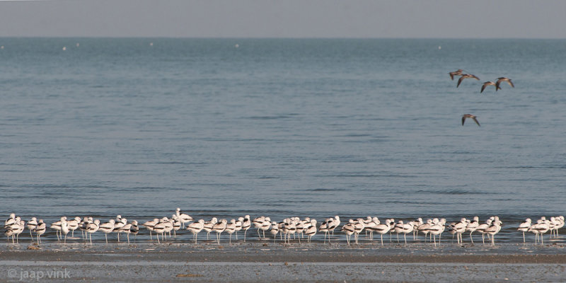Crab Plover - Krabplevier - Dromas ardeola