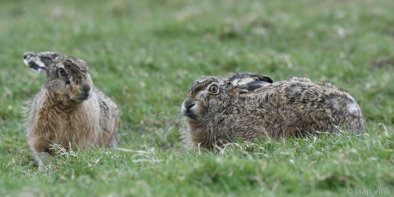 European Hare - Haas - Lepus europaeus