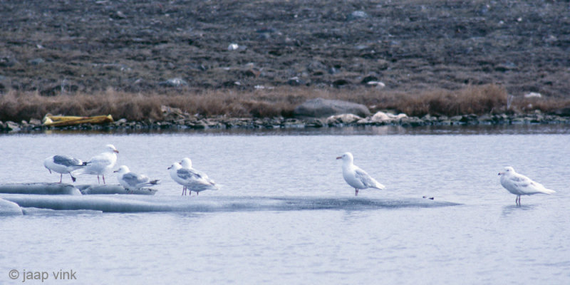 Glaucous Gull - Grote Burgemeester - Larus hyperboreus
