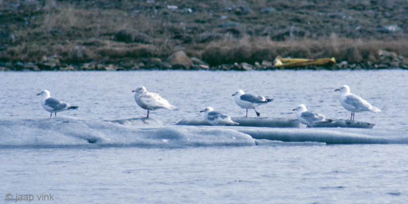 Thayers Gull - Thayers Meeuw - Larus thayeri