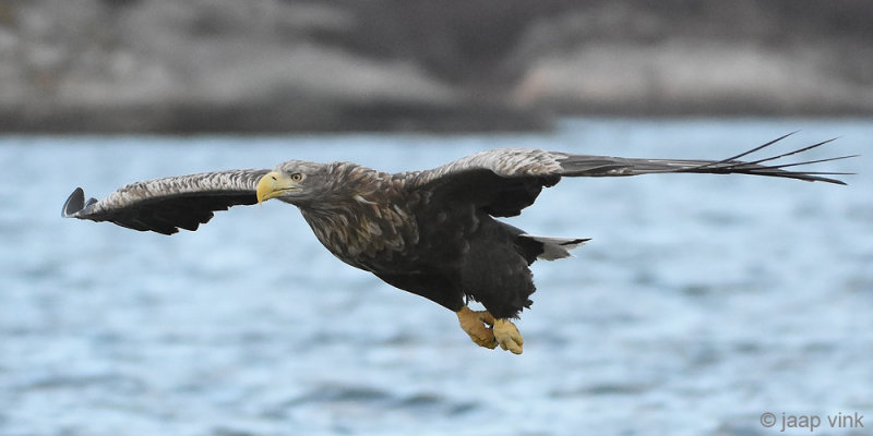 White-tailed Eagle - Zeearend - Haliaeetus albicillae