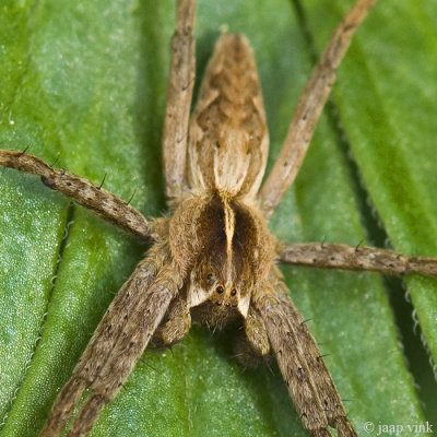 Nursery Spider - Kraamwebspin - Pisaura mirabilis