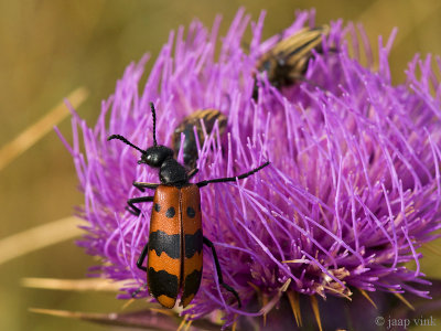 Blister Beetle - Oliekever - Mylabris spec