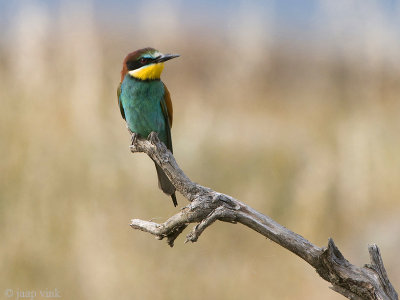 Bee-eater - Bijeneter - Merops apiaster