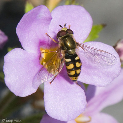 Eupeodes corollae - Terrasjeskommazweefvlieg