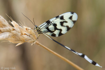 Grecian Streamertail - Griekse Wimpelstaart - Nemoptera sinuata