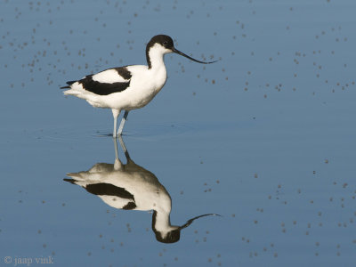Pied Avocet - Kluut - Recurvirostra avosetta