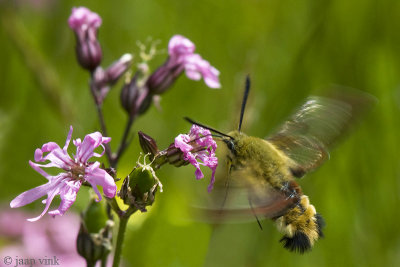 Broad-bordered Bee Hawk-moth - Glasvleugelpijlstaart - Hemaris fuciformis