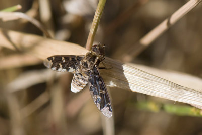 Bee Fly - Wolzwever - Exoprosopa pandora