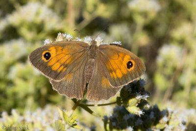 Aegean Meadow Brown - Levant Bruin Zandoogje - Maniola telmessia