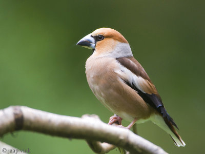 Hawfinch - Appelvink - Coccothraustes coccothraustes