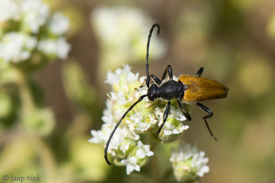 Longhorn Beetle - Paracorymbia pallidipennis
