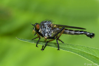 Common Awl Robberfly - Bosrandroofvlieg - Neoitamus cyanurus