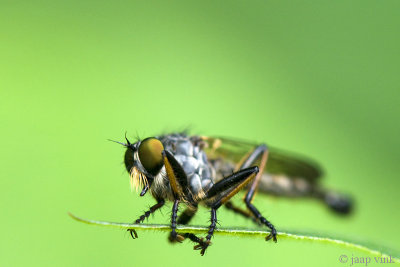 Common Awl Robberfly - Bosrandroofvlieg - Neoitamus cyanurus