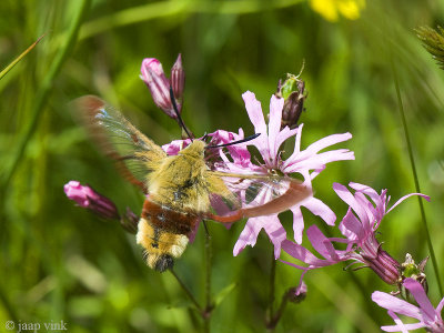 Broad-bordered Bee Hawk-moth - Glasvleugelpijlstaart - Hemaris fuciformis