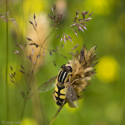 Hoverfly - Citroenpendelvlieg - Helophilus trivittatus