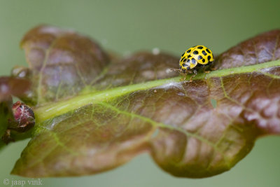 22 Spot Ladybird - Citroenlieveheersbeestje - Psyllobora vigintiduopunctata