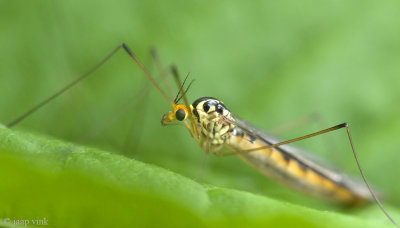 Tiger Cranefly - Langpootmug - Nephrotoma flavipalpis