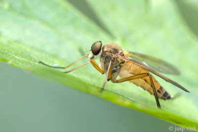 Snipe Fly - Snavelvlieg - Rhagio tringarius