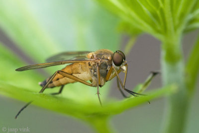 Snipe Fly - Snavelvlieg - Rhagio tringarius