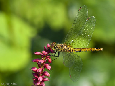 Ruddy Darter - Bloedrode Heidelibel - Sympetrum sanguineum