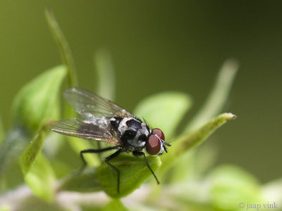 Bloemvlieg - Anthomyia procellaris