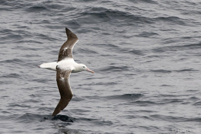 Southern Royal Albatross - Zuidelijke Koningsalbatros - Diomedea epomophora