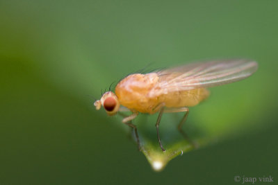 Lauxanidae species