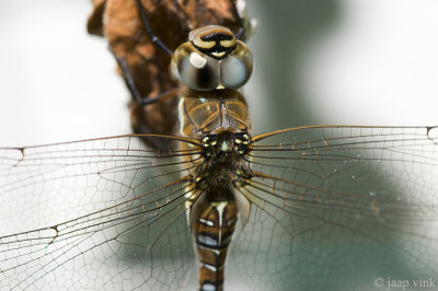 Migrant Hawker - Paardenbijter - Aeshna mixta