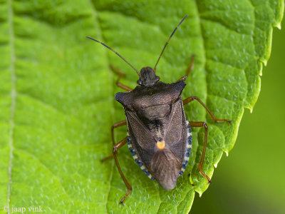 Forest Bug - Roodpootschildwants - Pentatoma rufipes