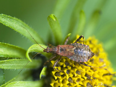 Tree Damsel Bug - Himacerus apterus
