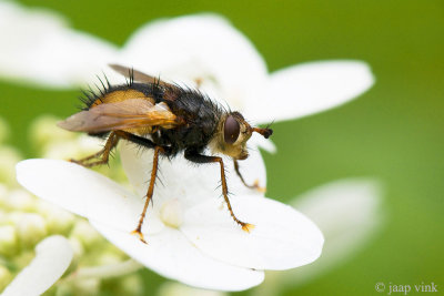 Tachinid Fly - Woeste Sluipvlieg - Tachina fera/magnicornis