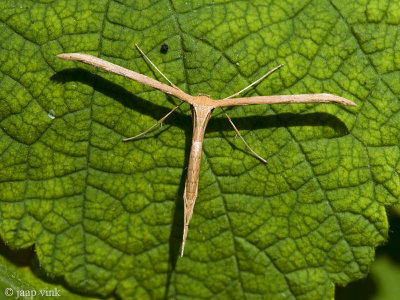 T-Moth - Windevedermot - Emmelina monodactyla