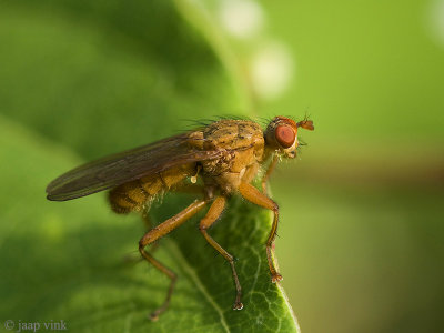 Dung Fly - Strontvlieg - Scatophaga spec.