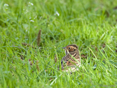 Little Bunting - Dwerggors - Emberiza pusilla