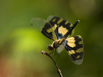 India, January 2014: Dragonflies
