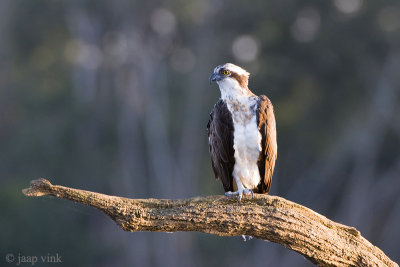 Western Osprey - Visarend - Pandion haliaetus