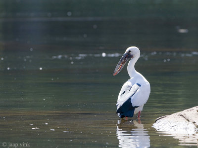 Asian Openbill - Indische Gaper - Anastomus oscitans