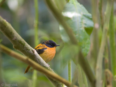 Black-and-orange Flycatcher - Zwartrode Vliegenvanger - Ficedula nigrorufa