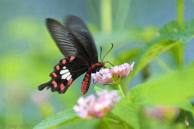 Common Rose Butterfly - Pachliopta aristolochiae