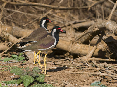 Red-wattled Lapwing - Indische Kievit - Vanellus indicus