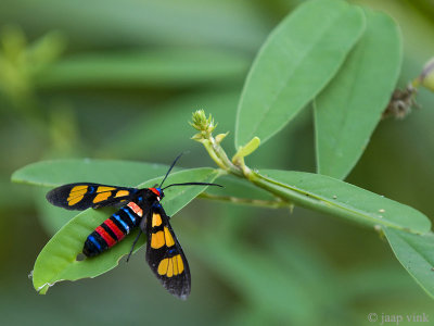 Wasp Moth - Euchromia polymena