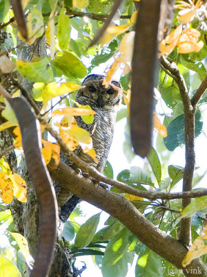 Mottled Wood Owl - Indische Bosuil - Strix ocellata