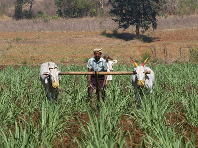 Two ox plough