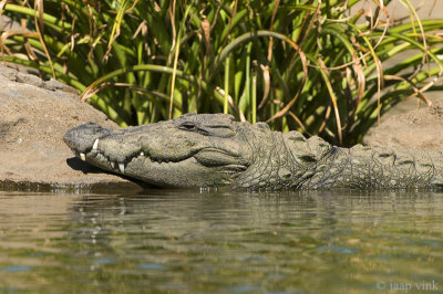 Mugger Crocodile - Moeraskrokodil - Crocodylus palustris